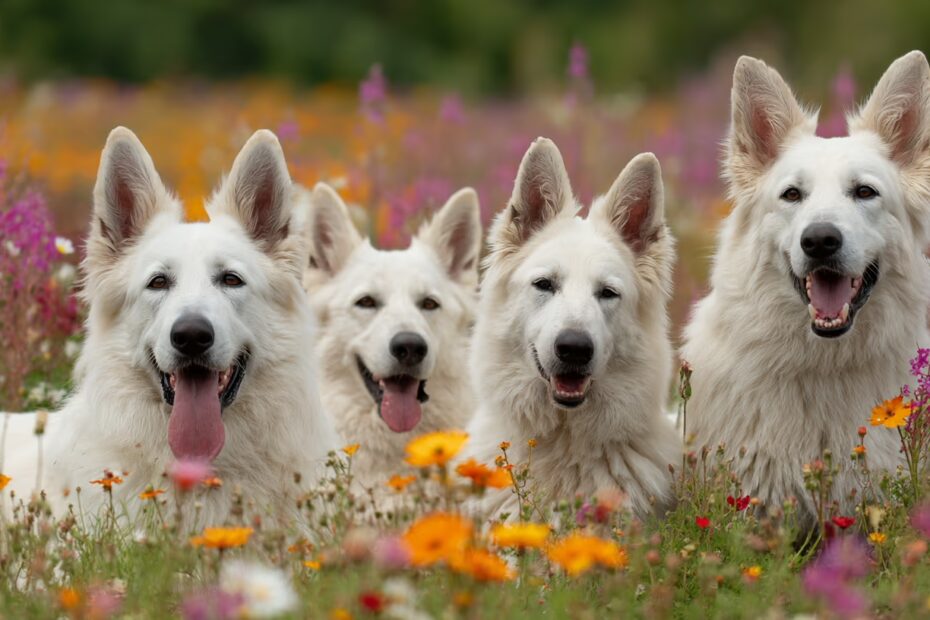 Combien coûte un Berger Blanc Suisse à l'année ?