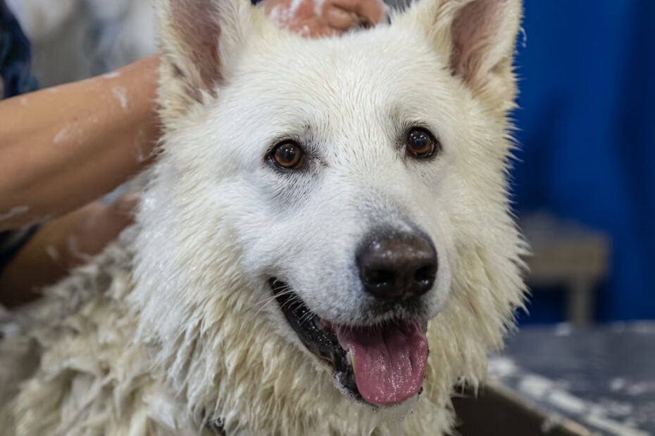 Combien de fois faut-il laver un Berger Blanc Suisse