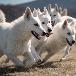 commencer le dressage d’un Berger Blanc Suisse ?