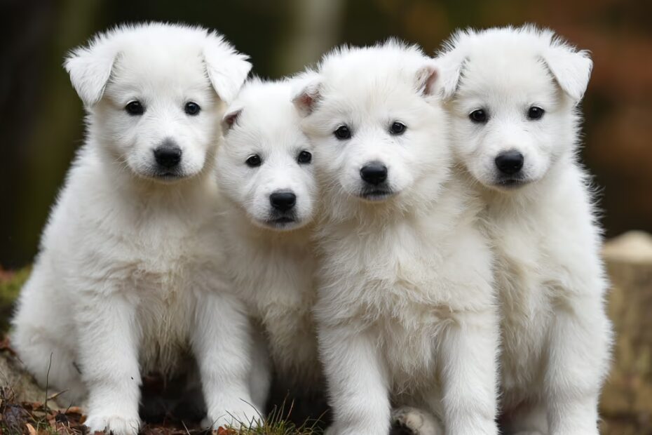 Comment choisir un chiot Berger Blanc Suisse ?