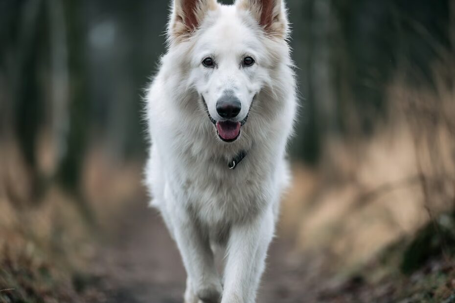 Le Berger Blanc Suisse aboit il beaucoup