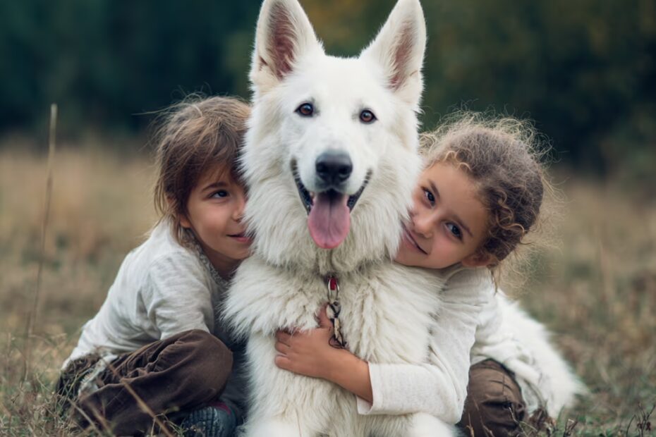 Le Berger Blanc Suisse est-il affectueux ou plutôt distant ?