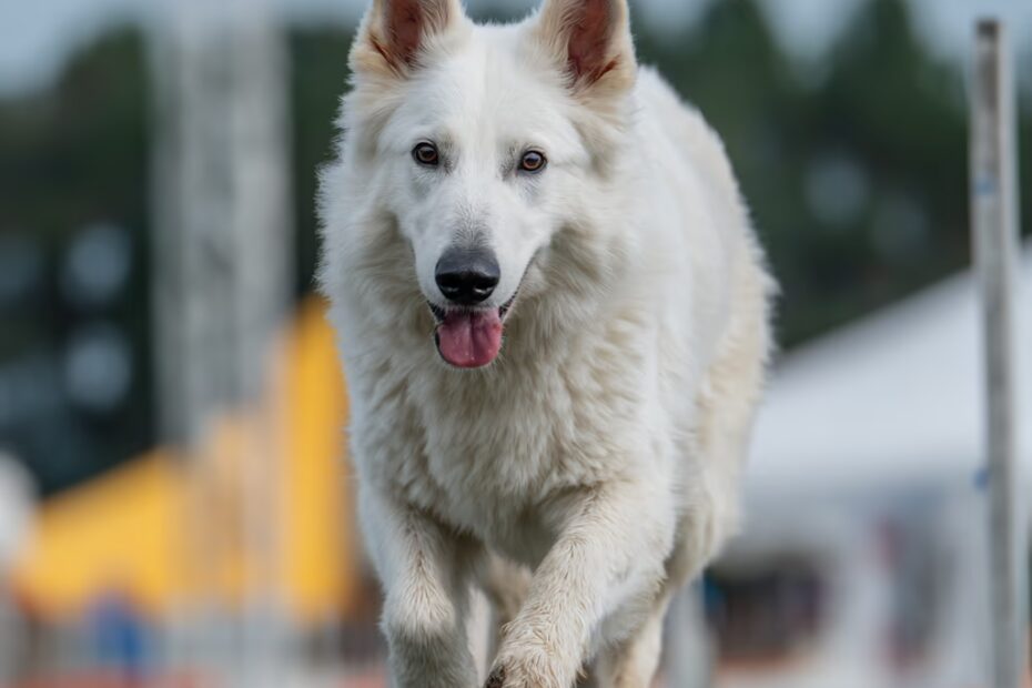 Le Berger Blanc Suisse est-il hypoallergénique ?