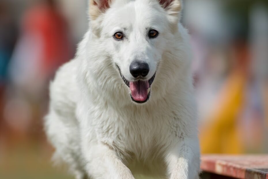 Le Berger Blanc Suisse peut-il faire du sport canin ?
