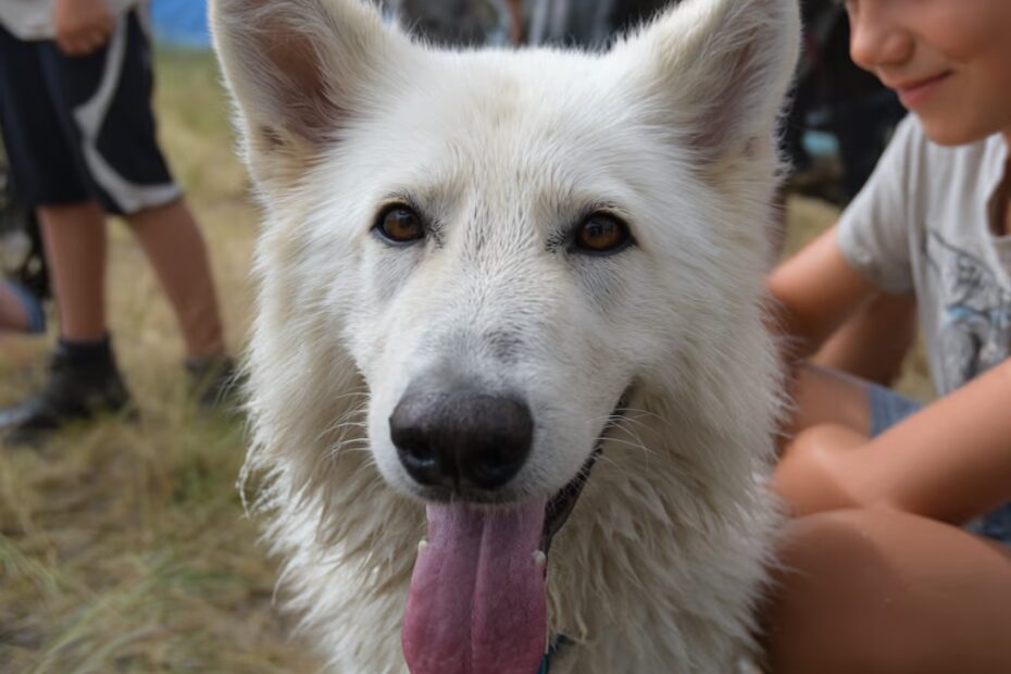 Le Berger Blanc Suisse peut-il rester seul longtemps ?