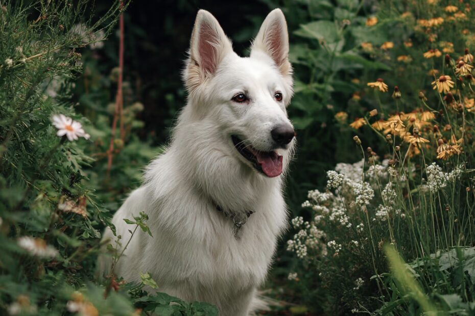 Le berger blanc suisse robuste ou fragile ?