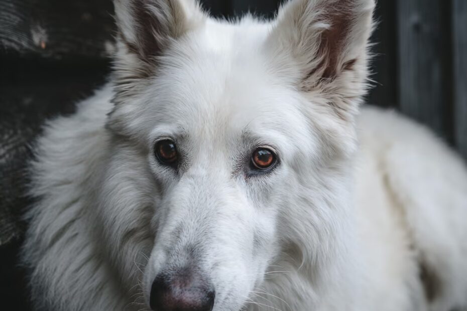 Meilleure Nourriture Berger Blanc Suisse