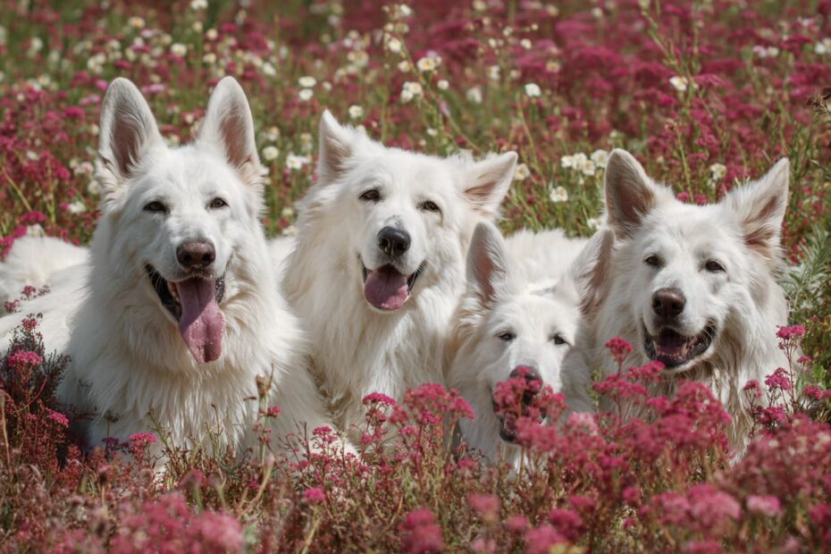Quel est le poids idéal pour un Berger Blanc Suisse ?