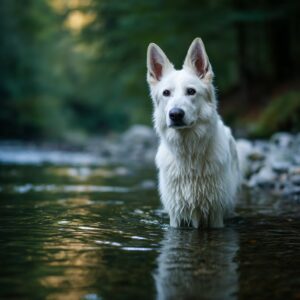 alimentation pour un chiot Berger Blanc Suisse 