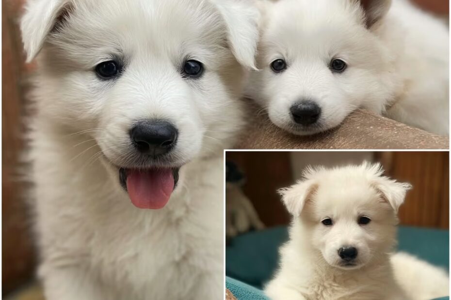 Quelle alimentation pour un chiot Berger Blanc Suisse